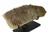 Fossil Hadrosaur (Edmontosaurus) Jaw Section with Stand - Montana #165892-1